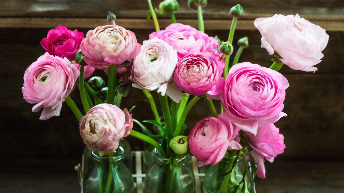 Ранункулюс Pink
