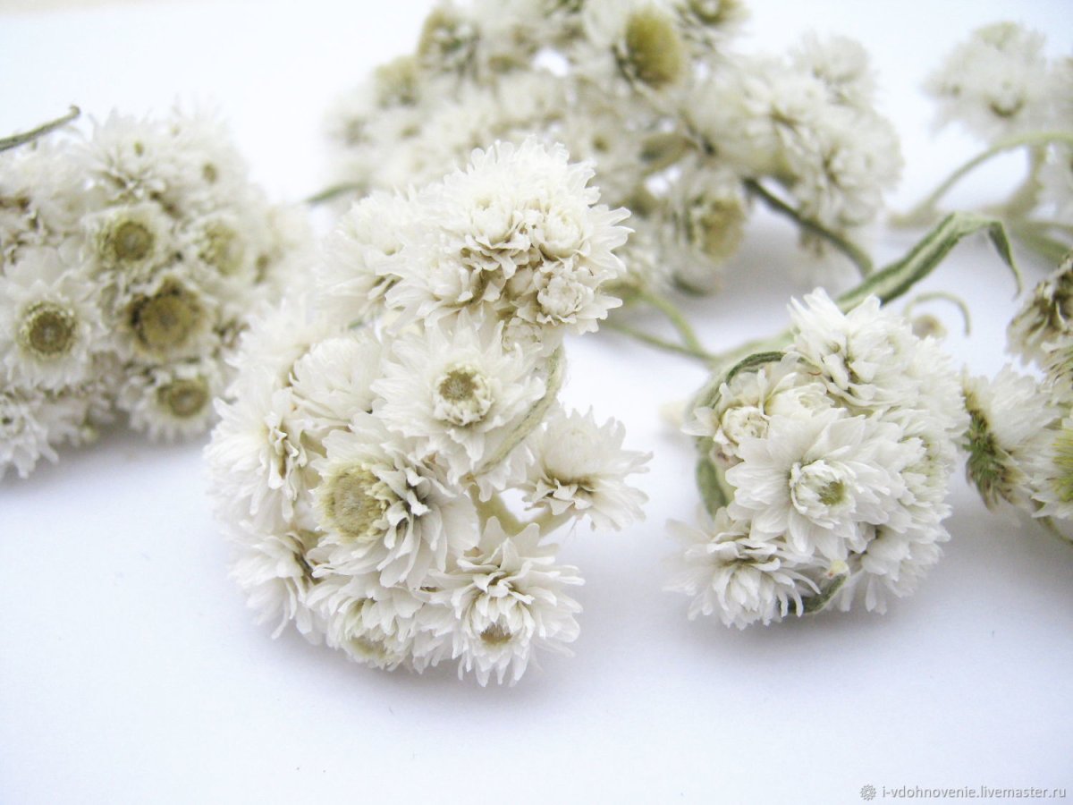 Белые цветы сухоцветы