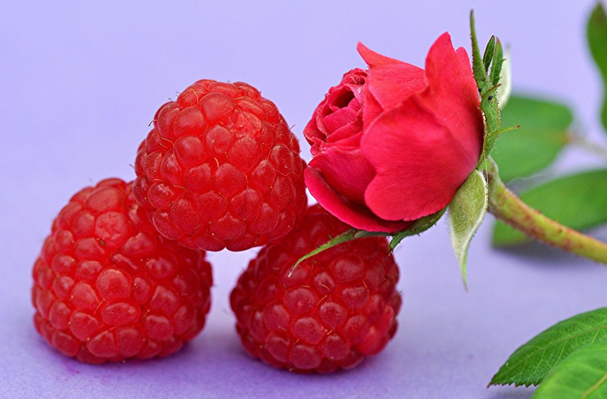 Розовая малина