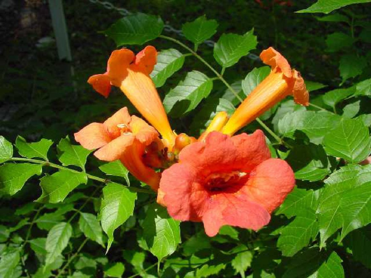 Campsis radicans Flamenco кампсис укореняющийся фламенко