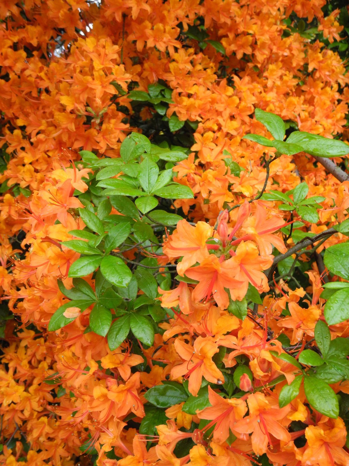 Рододендрон Tortoiseshell Orange