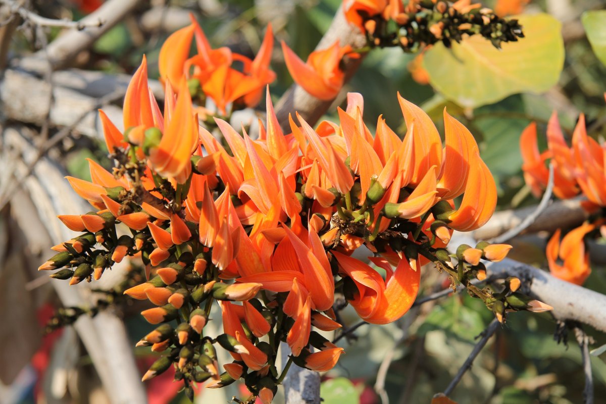 Erythrina caffra