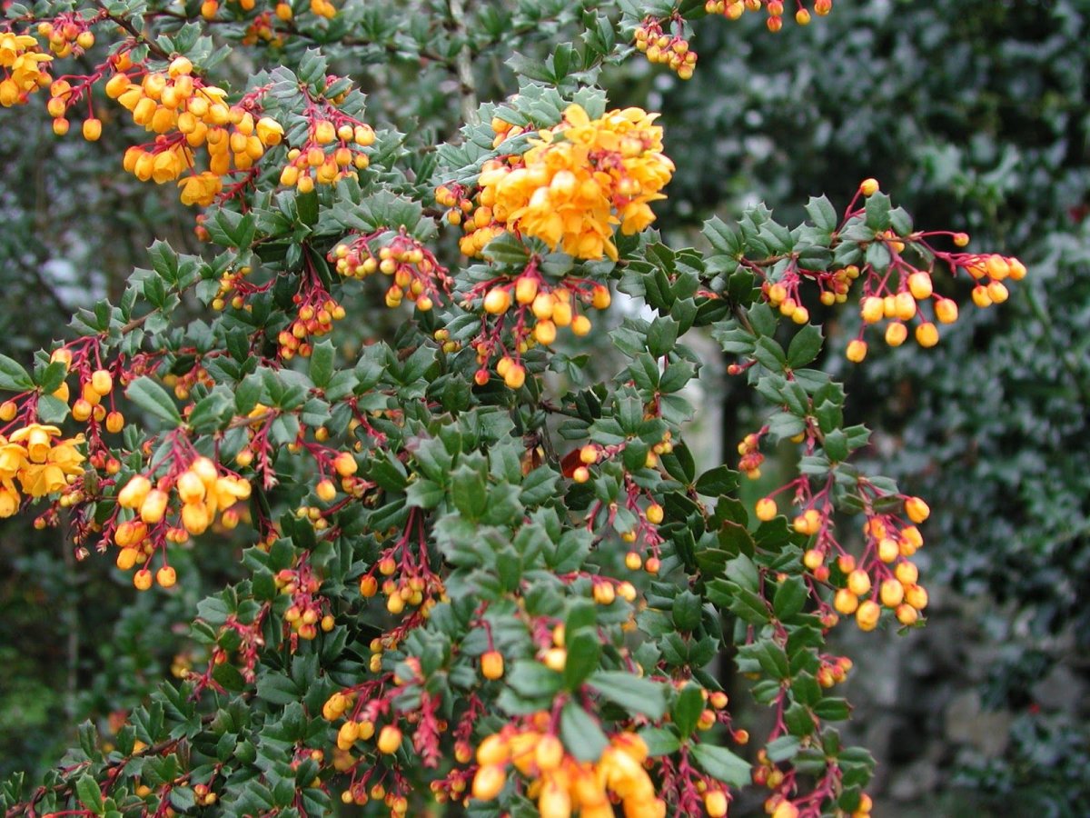 Berberis darwinii