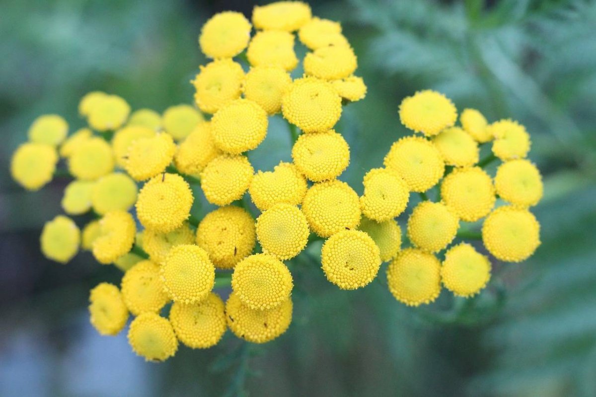 Маленькие круглые желтые цветы