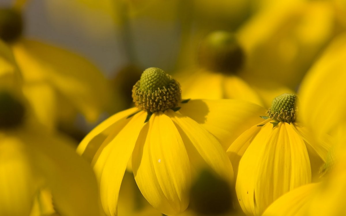 Find Yellow Flower