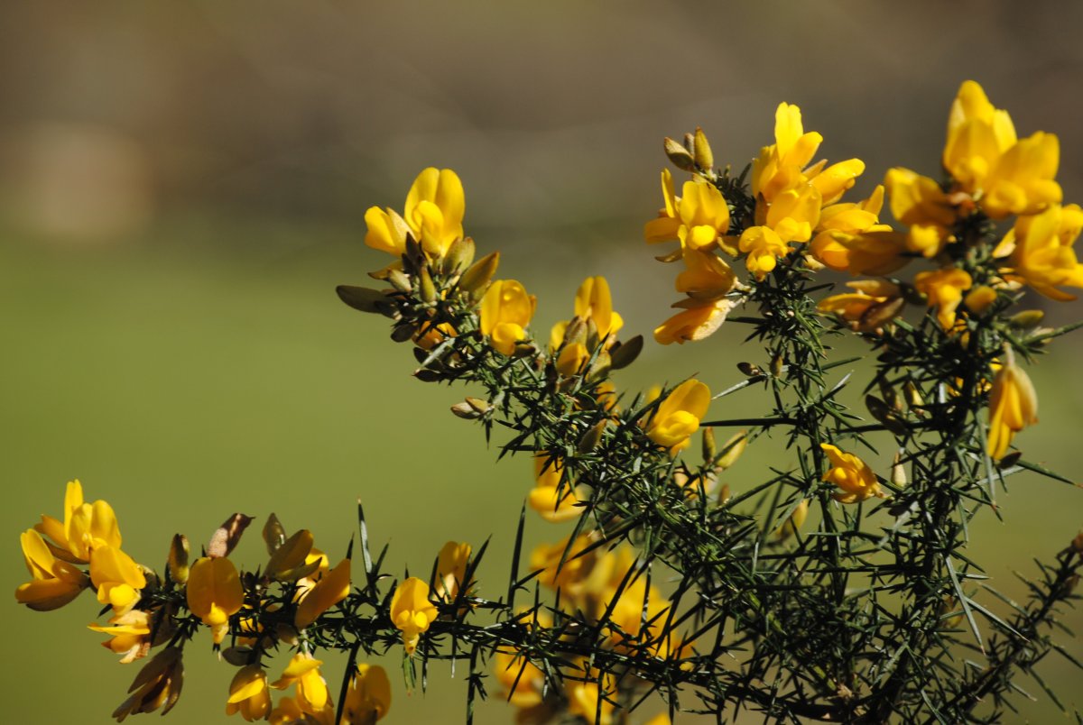 Yellow Hawthorn