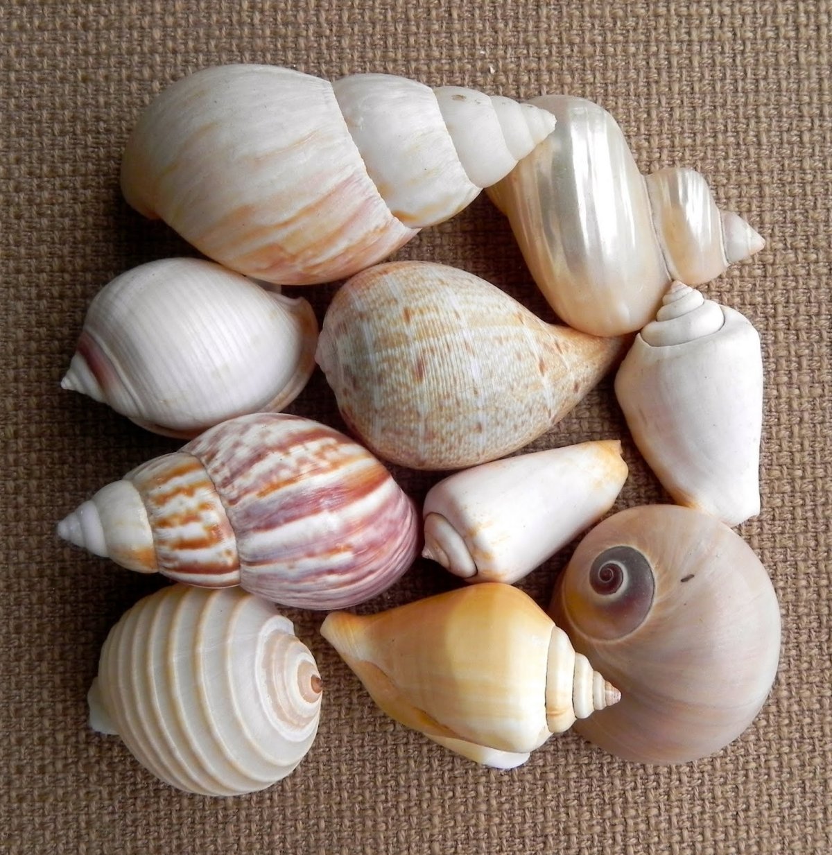 Shells collection