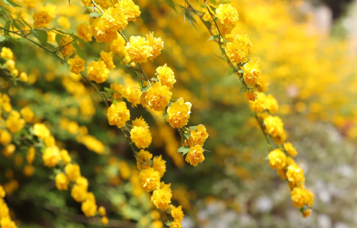 Кустарник цветущий весной желтыми цветами