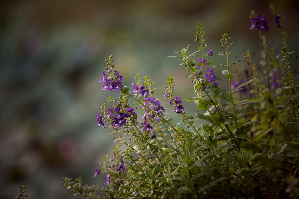 Полевой цветок с фиолетовыми мелкими цветами
