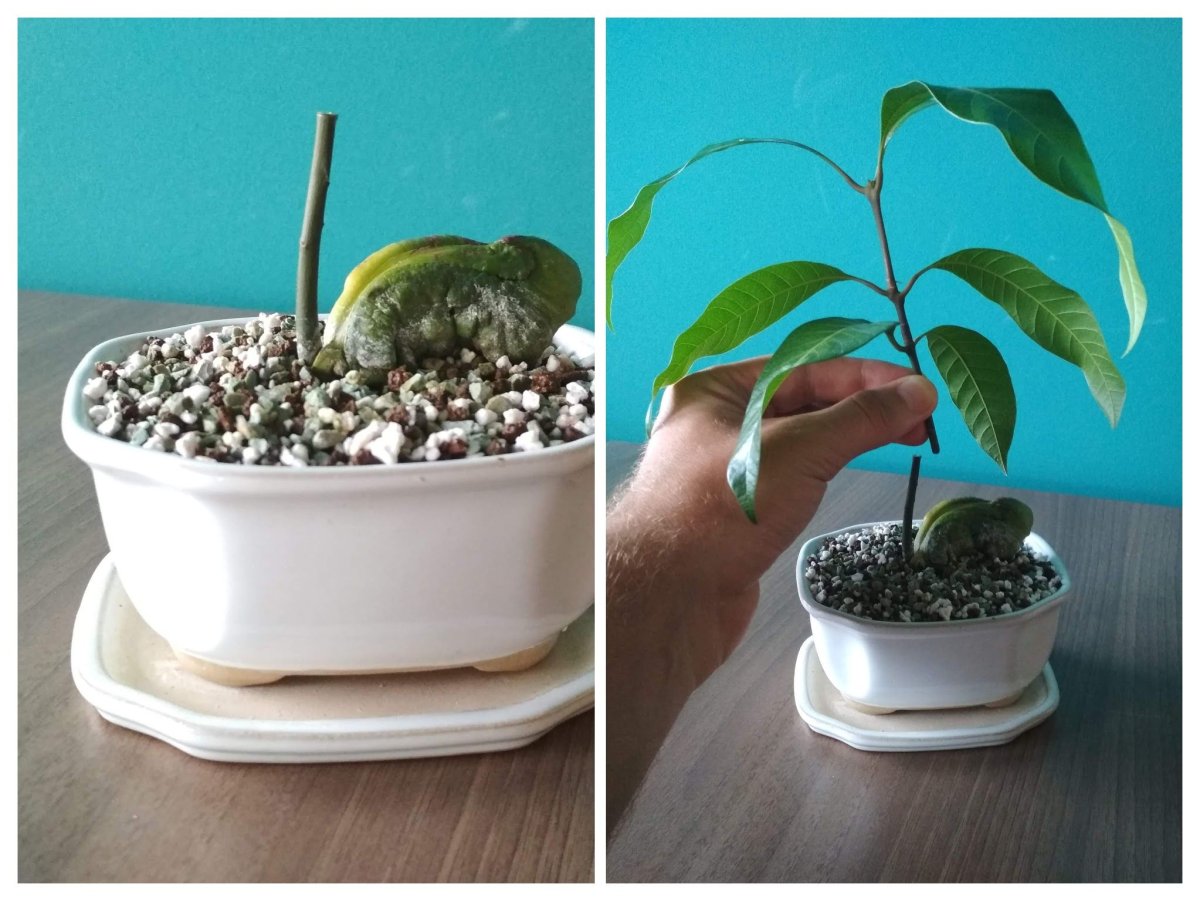 Манго бонсай из косточки