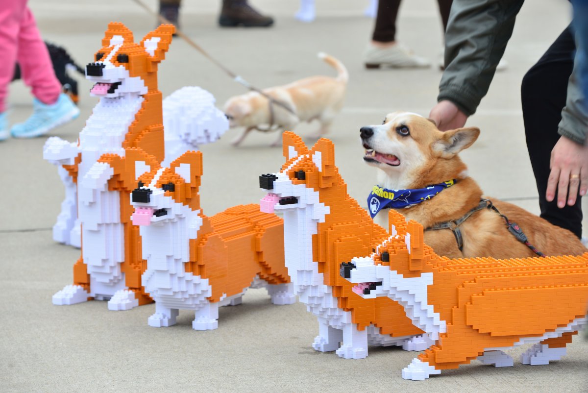 Лего корги