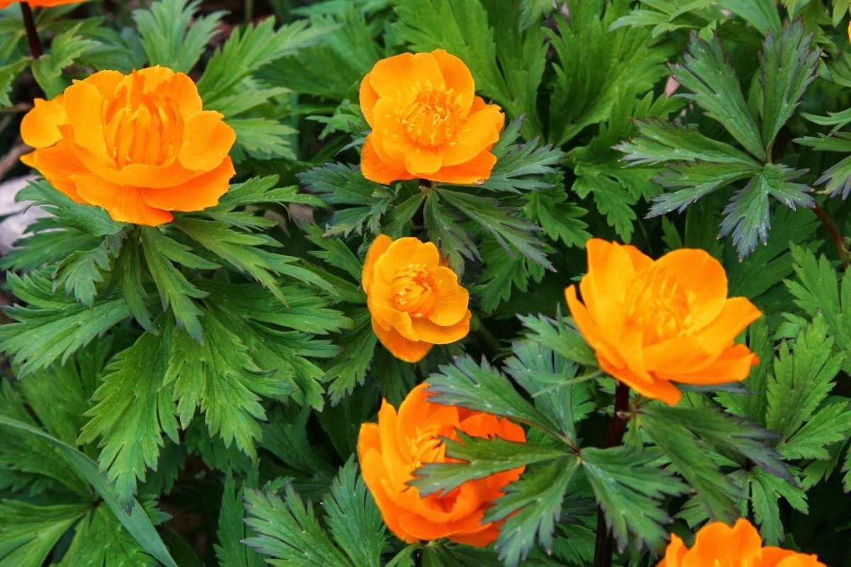 Купальница азиатская Trollius asiaticus