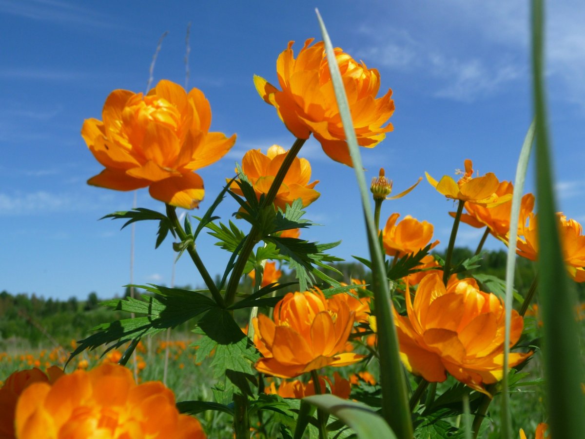 Купальница азиатская Trollius asiaticus