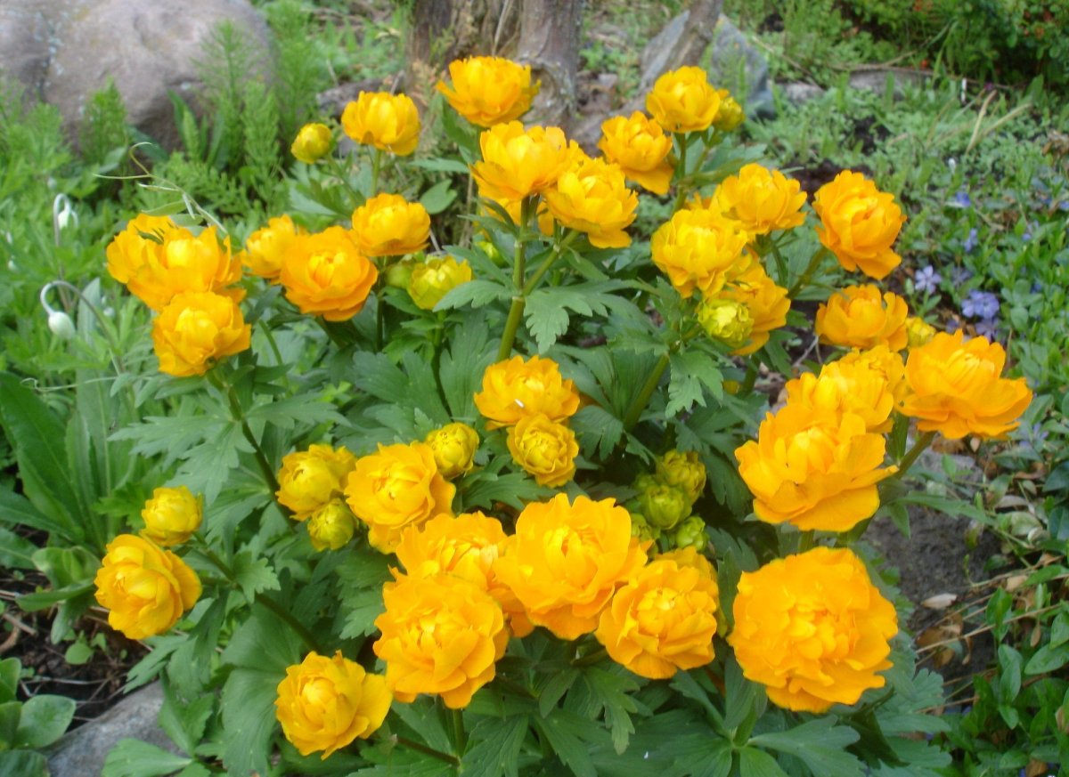 Купальница Садовая