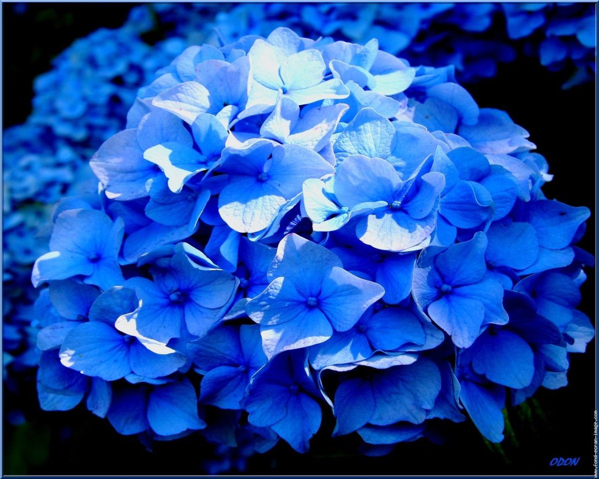 Гортензия крупнолистная early Blue