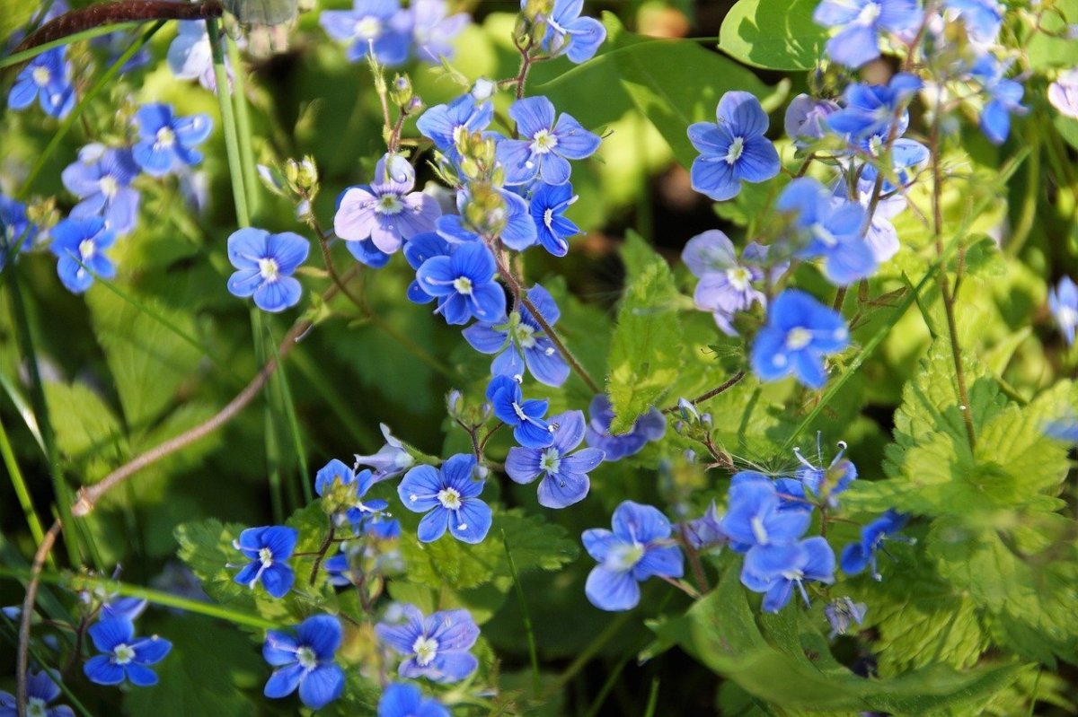 Ползучий сорняк с голубыми мелкими цветами