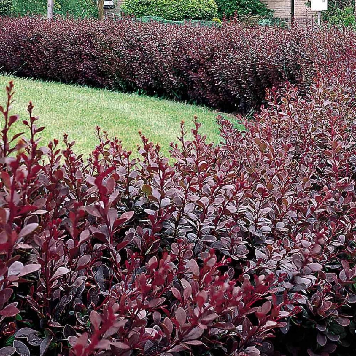 Барбарис Тунберга Berberis thunbergii Atropurpurea p9