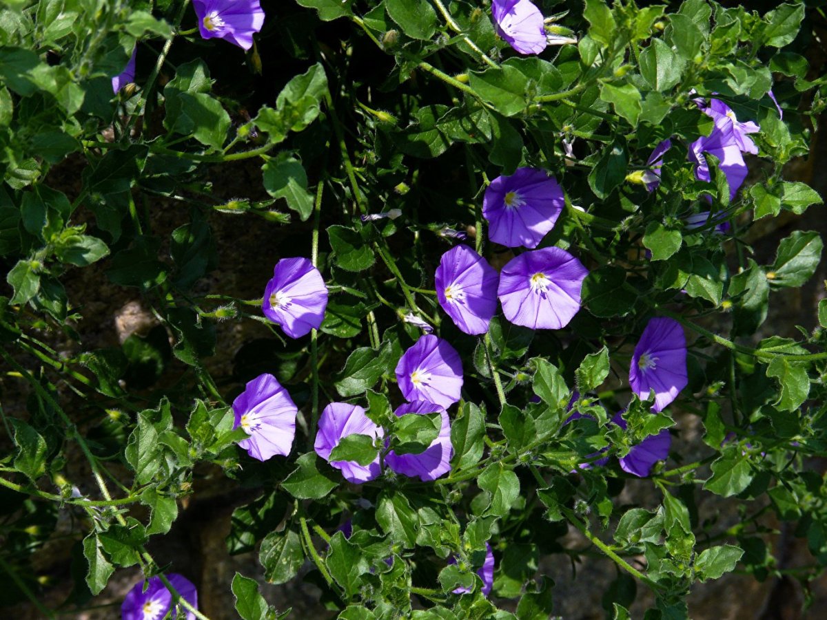 Вьюнок bindweed