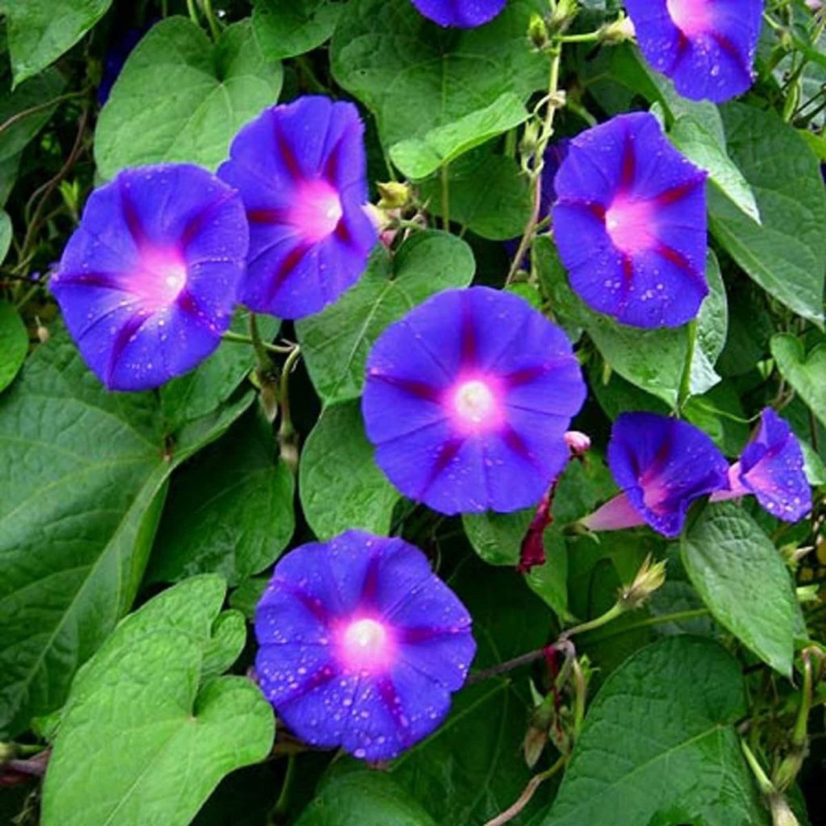 Ипомея пурпурная Ipomoea purpurea
