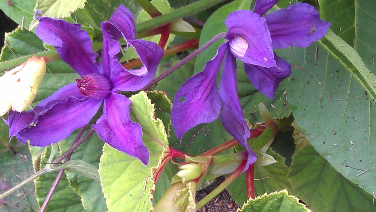 Clematis tibetana