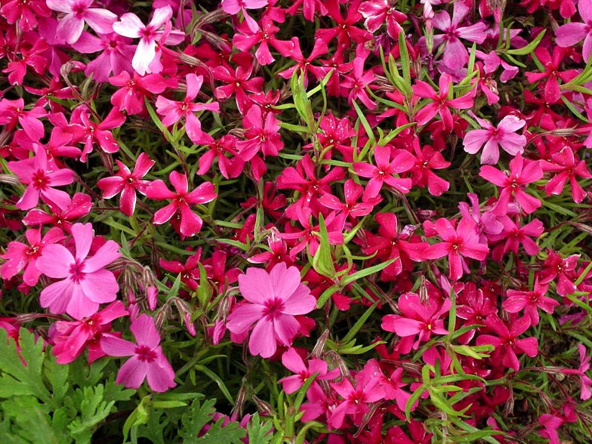 Флокс subulata