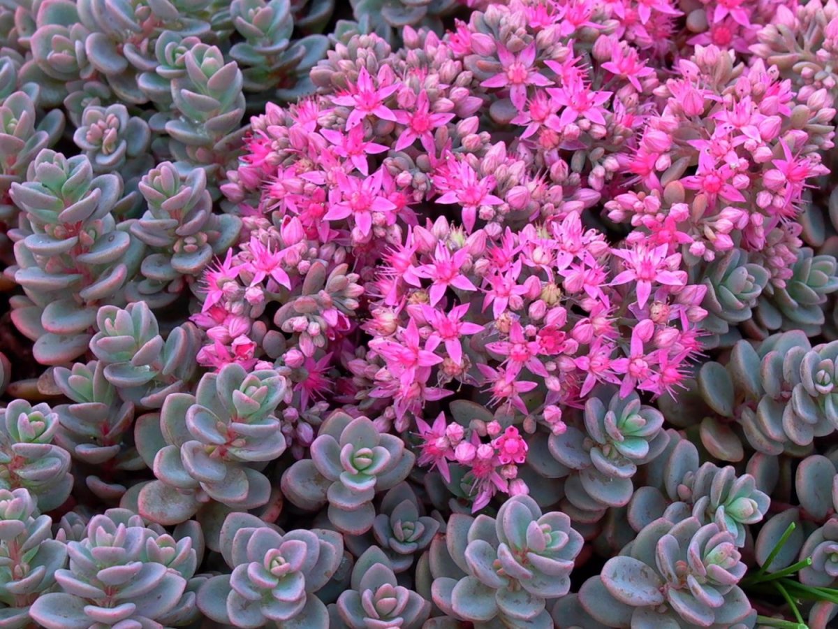 Седум cyaneum Rosenteppich