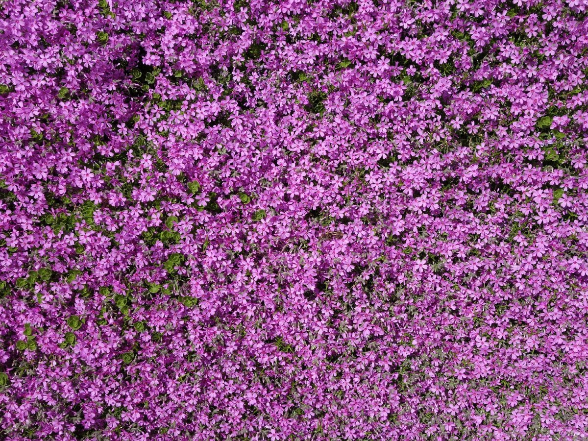 Purple Creeping Thyme