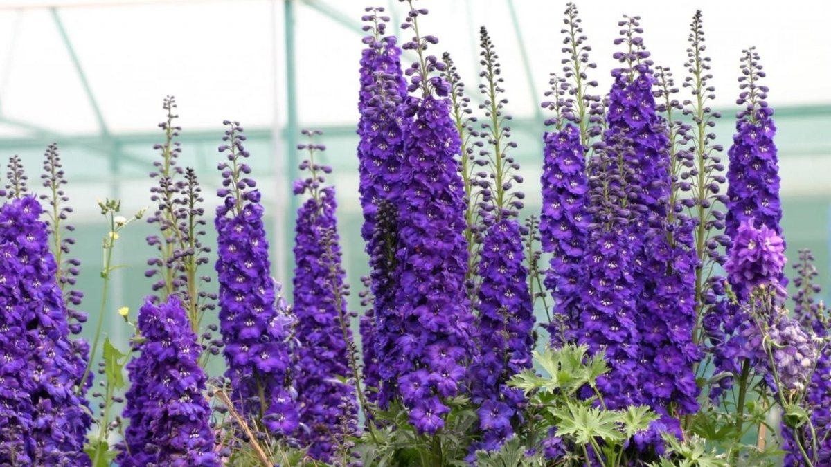 Высокий цветок с фиолетовыми цветами