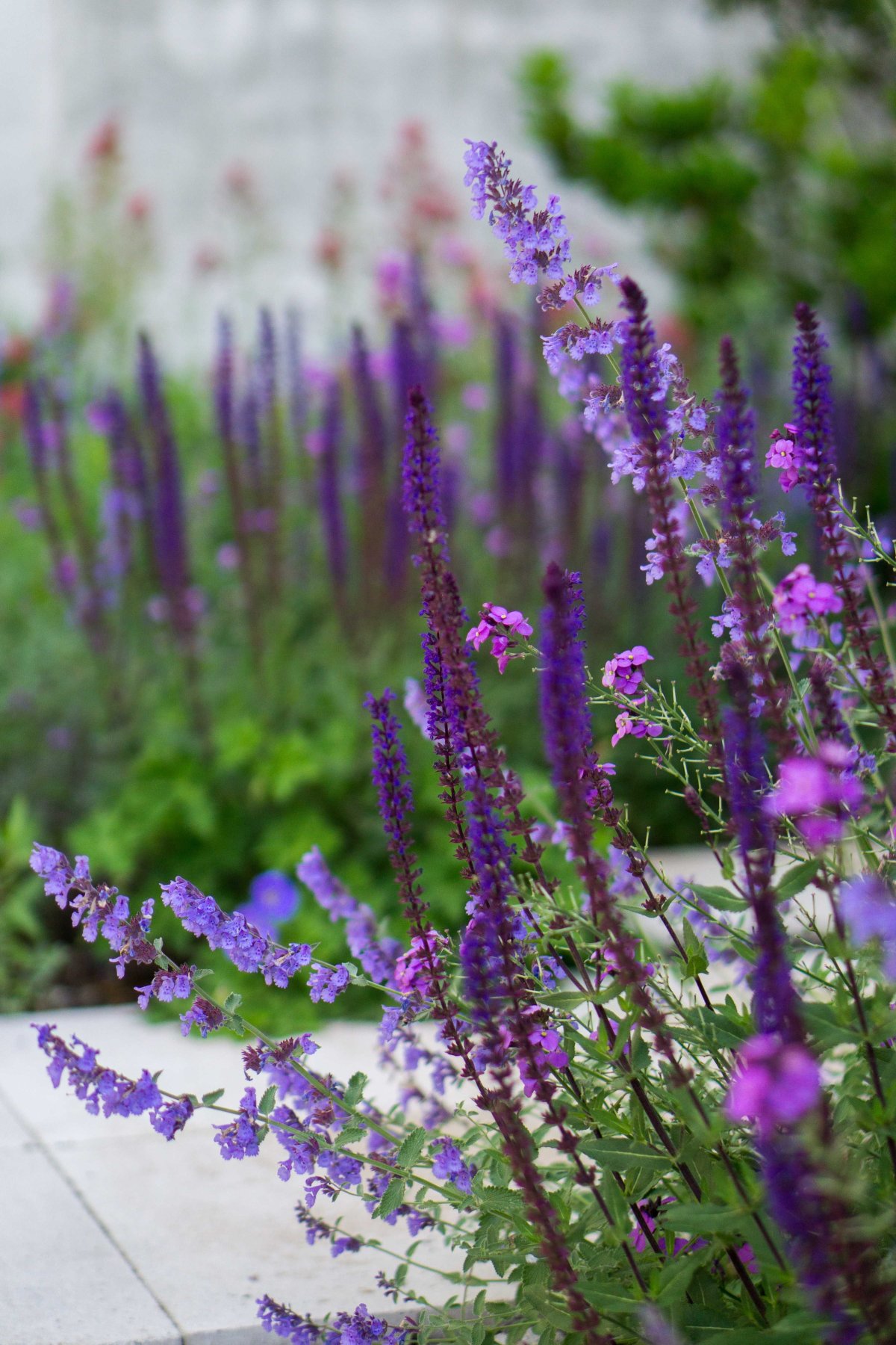 Nepeta Salvia Design