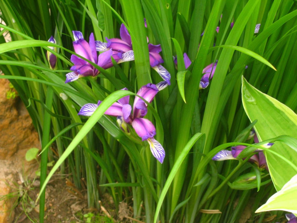 Ирис злаковидный Iris graminea