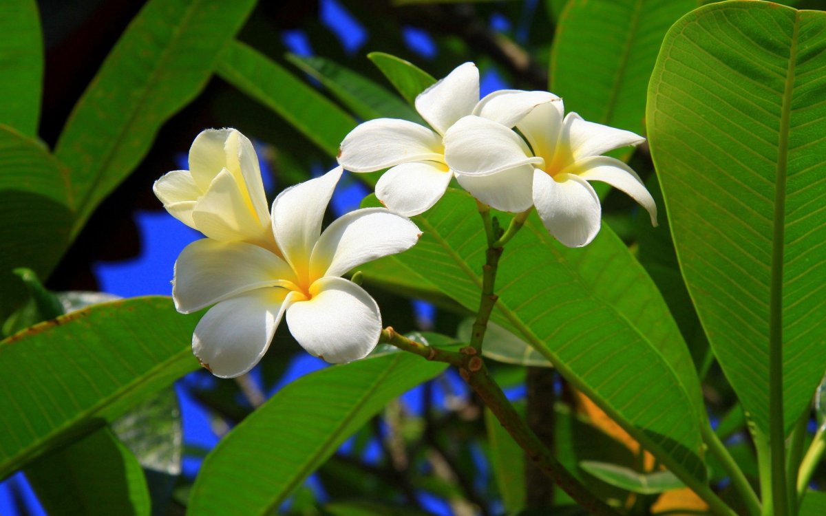 Тропическое дерево с белыми цветами