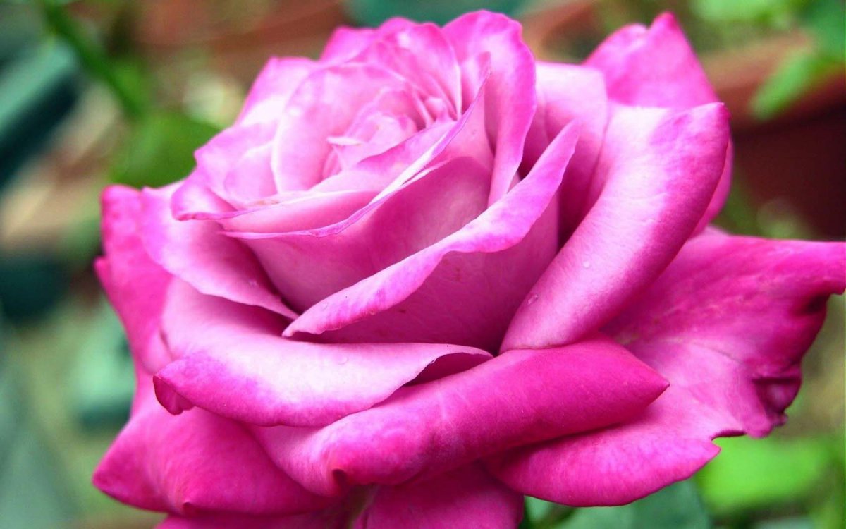 Крупные цветы роз сорта