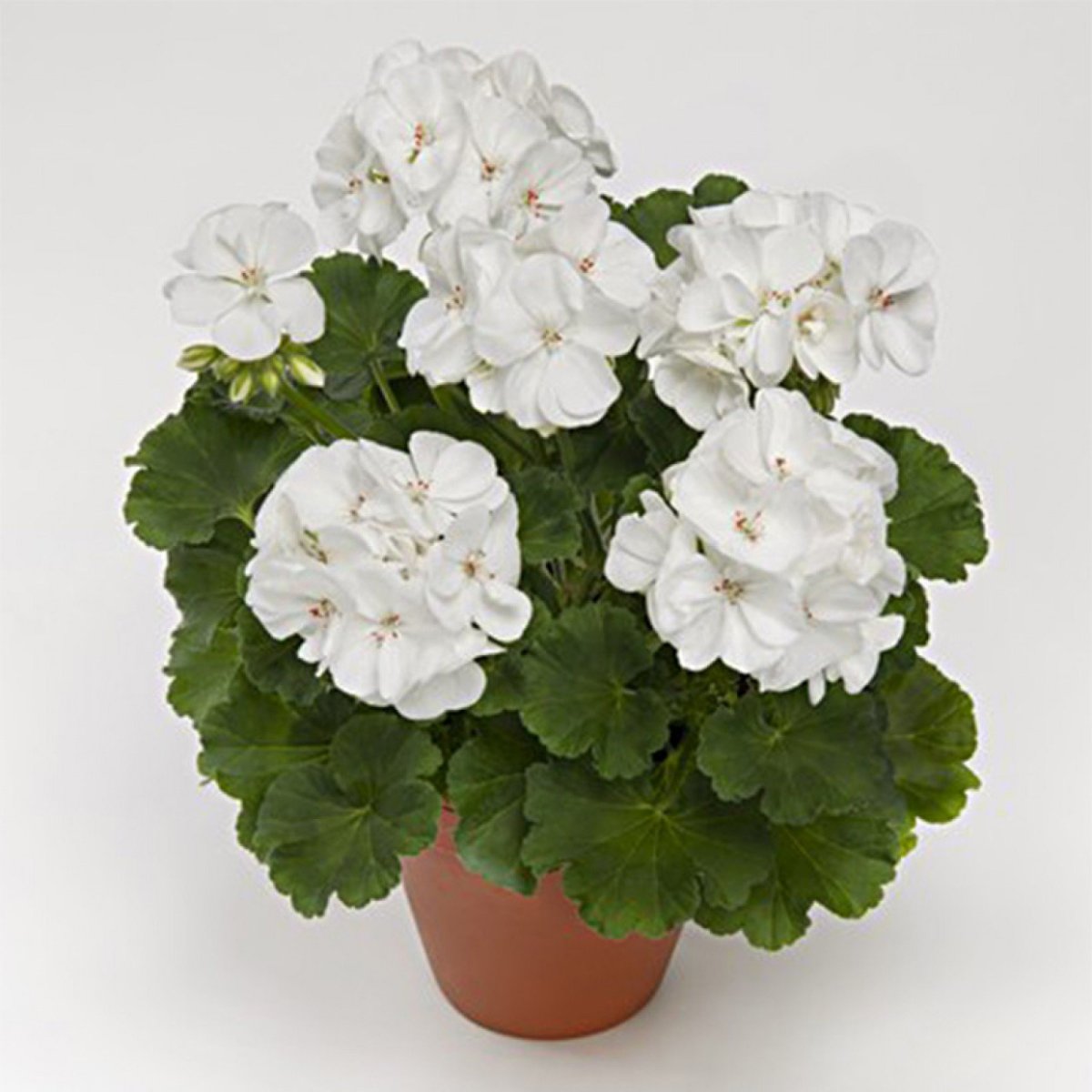 Пеларгония зональная Toscana Castello White Isabella