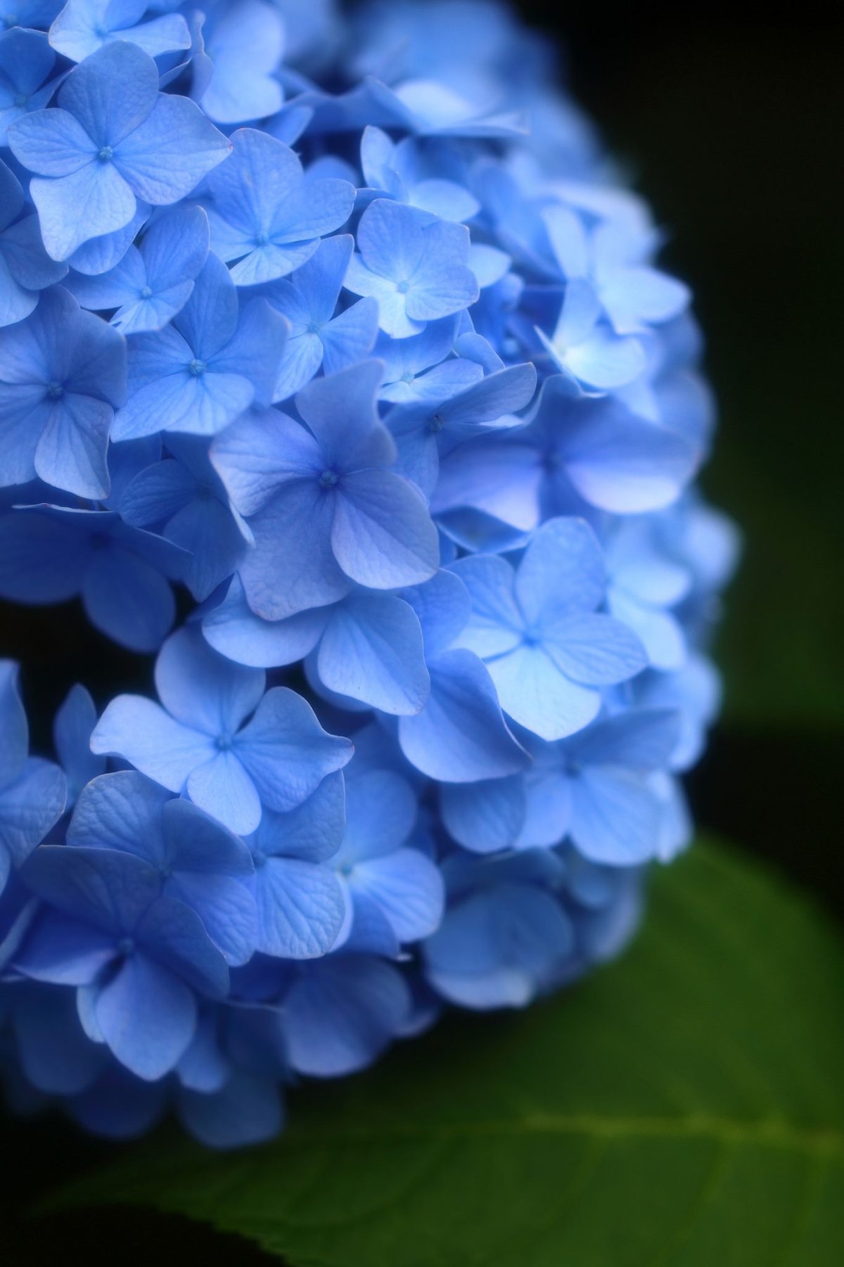 Синие метельчатые цветы