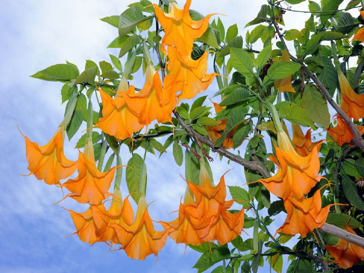Вьющиеся цветы оранжевого цвета