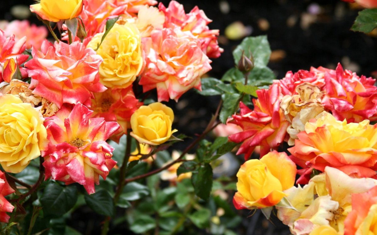 Роза Бонанза / Rosa Bonanza