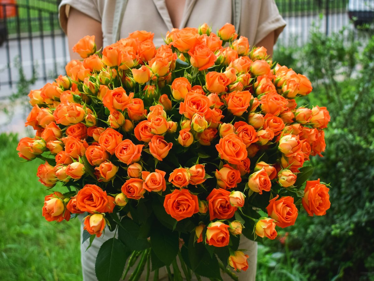 Роза кустовая Шайн