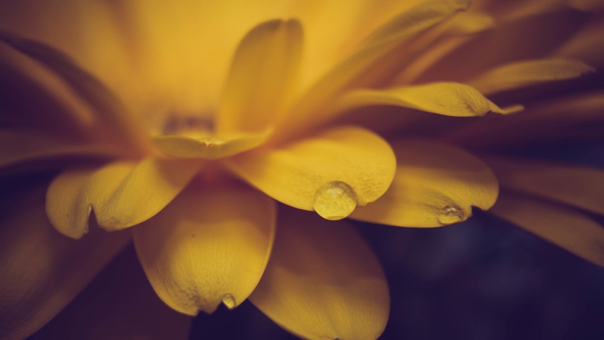 Необычные желтые цветы