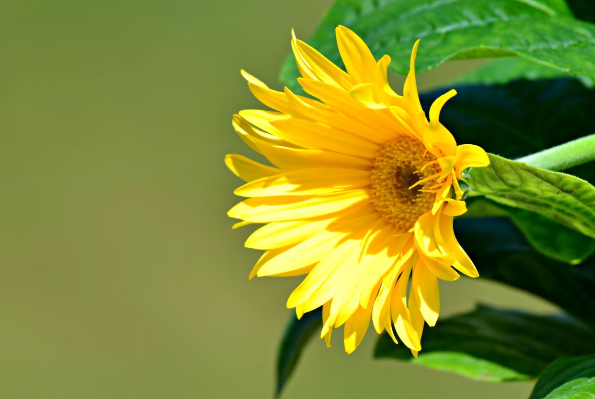 Yellow Summer Flower