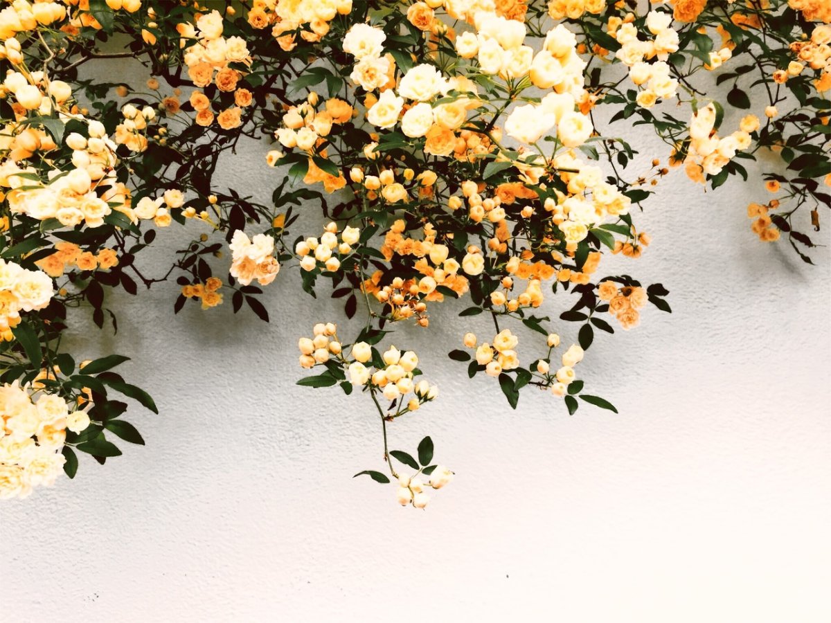 Flores aesthetic