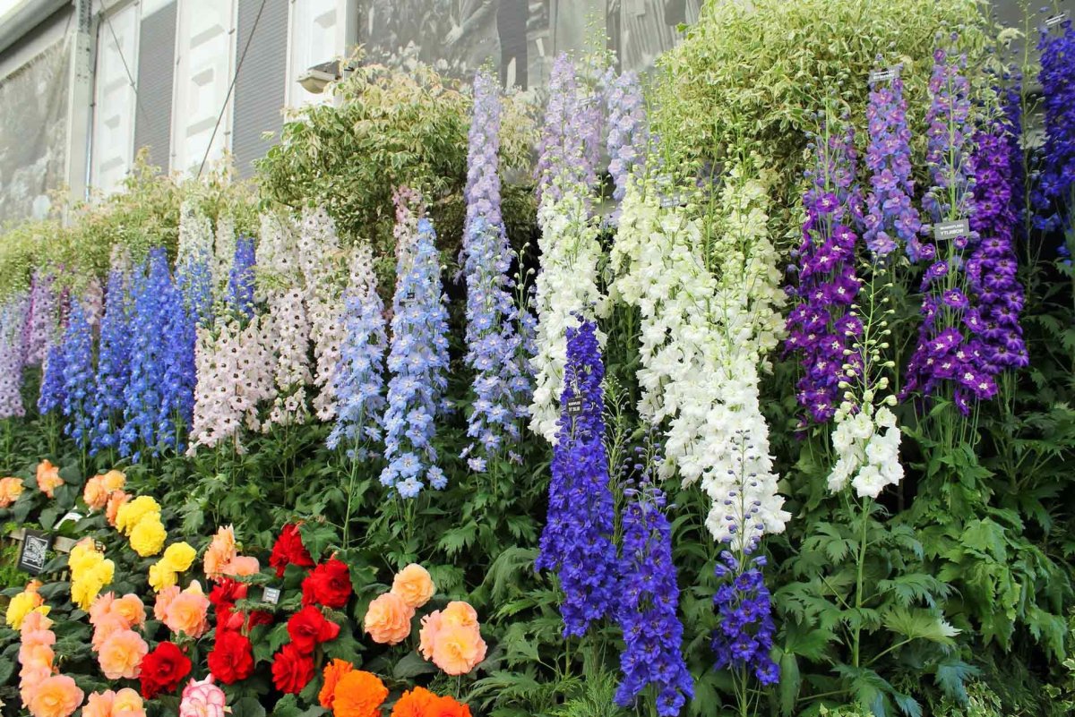 Дельфиниум Delphinium