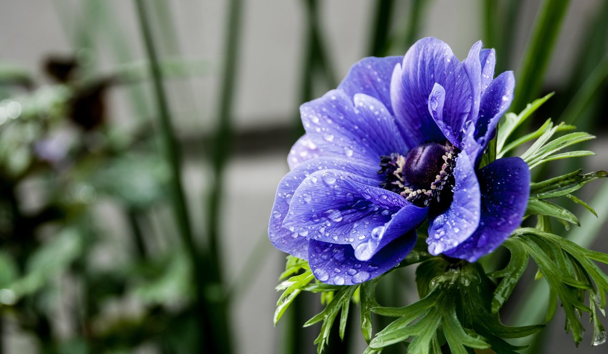 Анемона Blue Beauty
