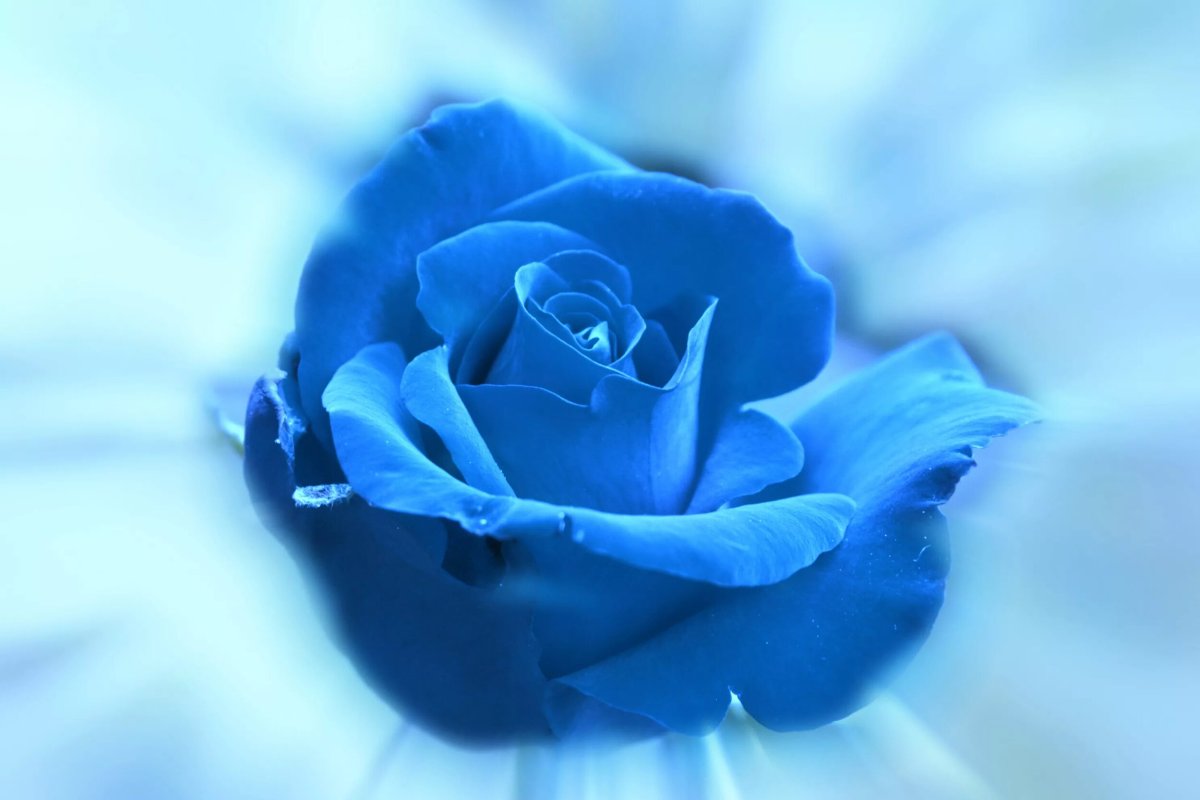 Розовые и синие цветы