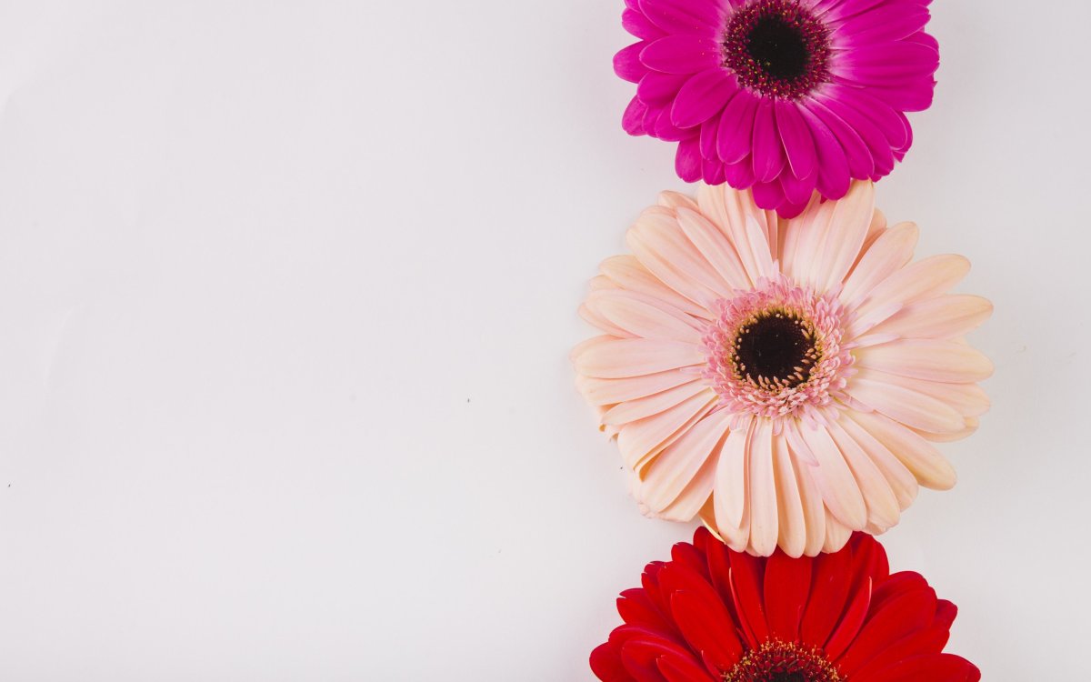 Цветы Fon Gerbera