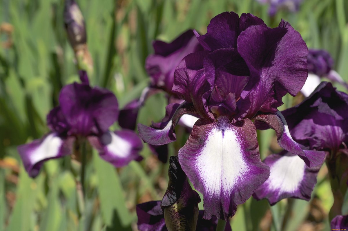 Iris 3.5