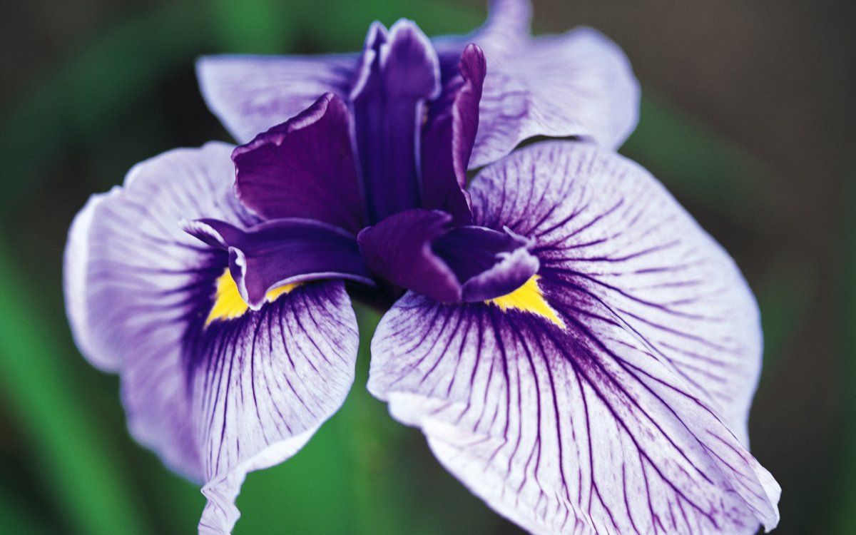 Dulled Irises