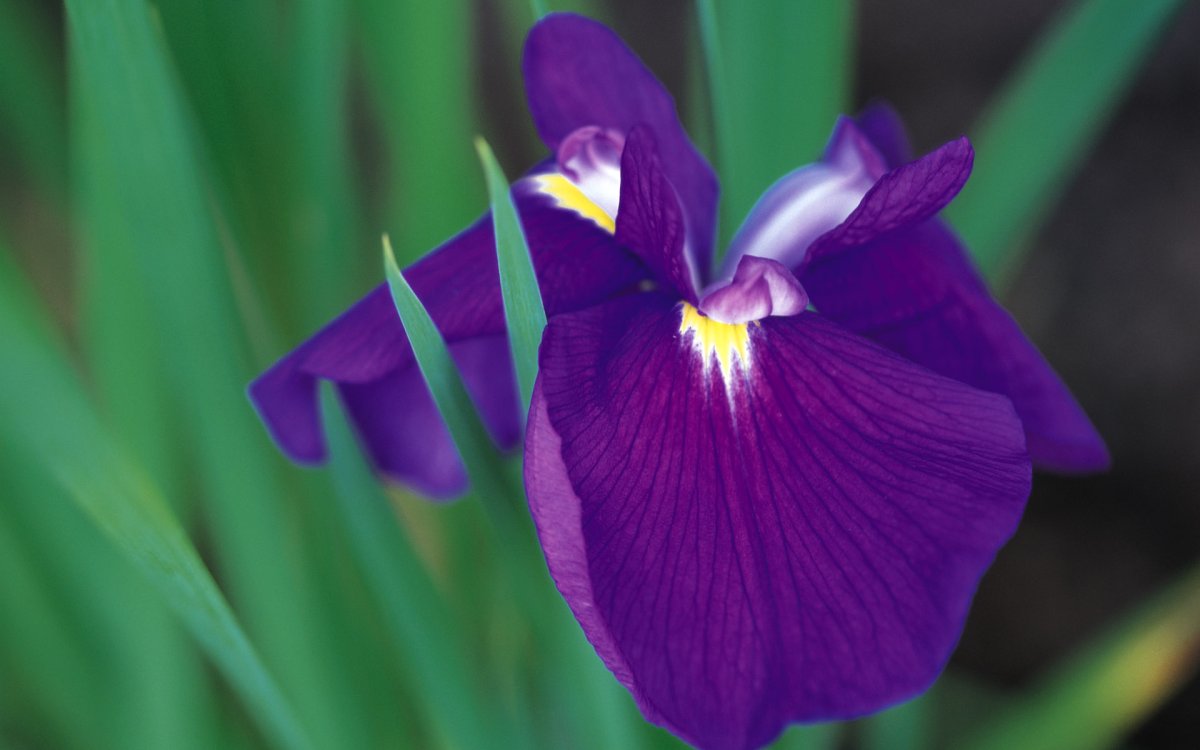 Ирисы Lilac Domino