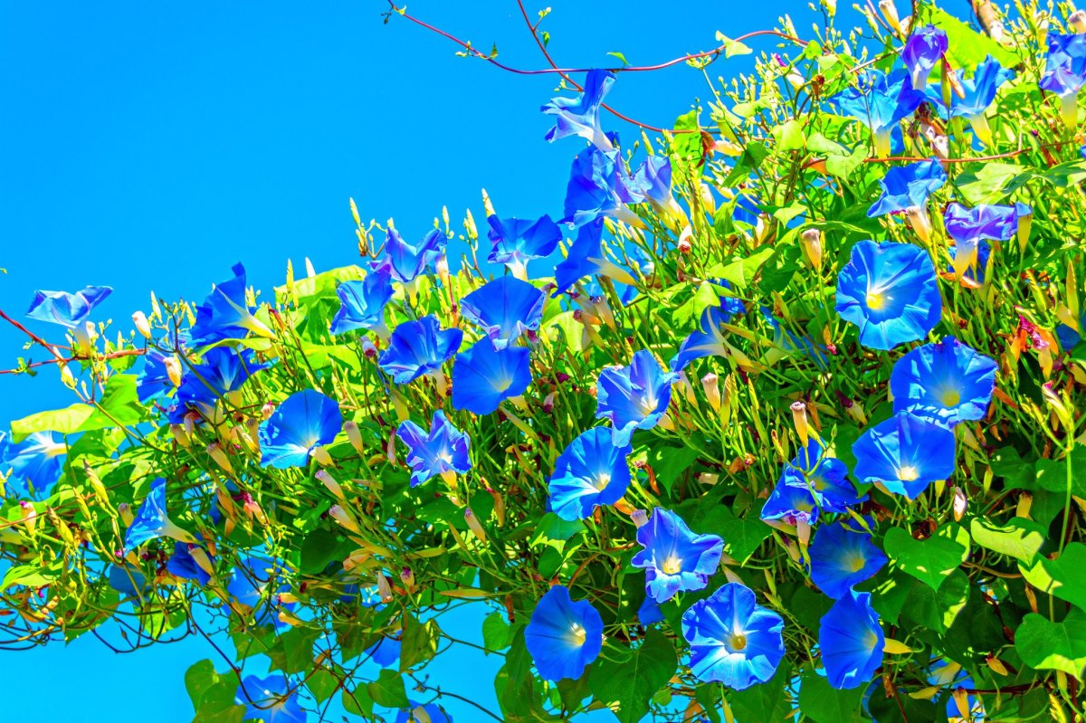 Вьющиеся синие цветы