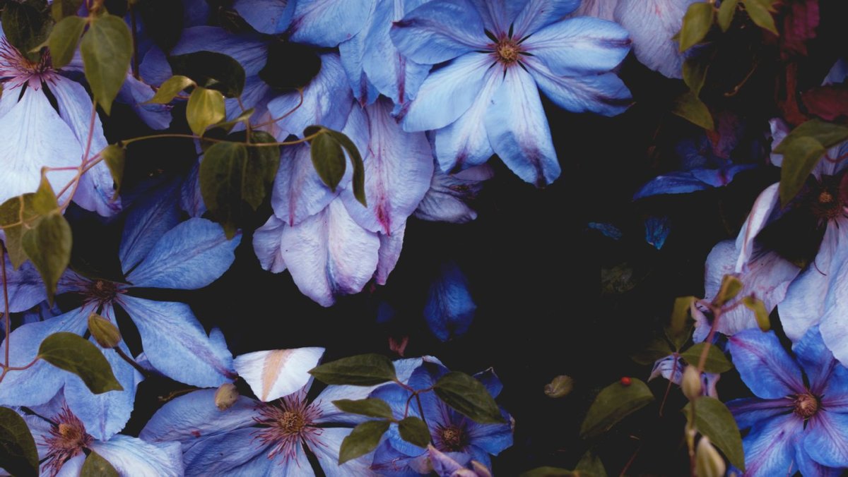 Bloom Blue 80x160