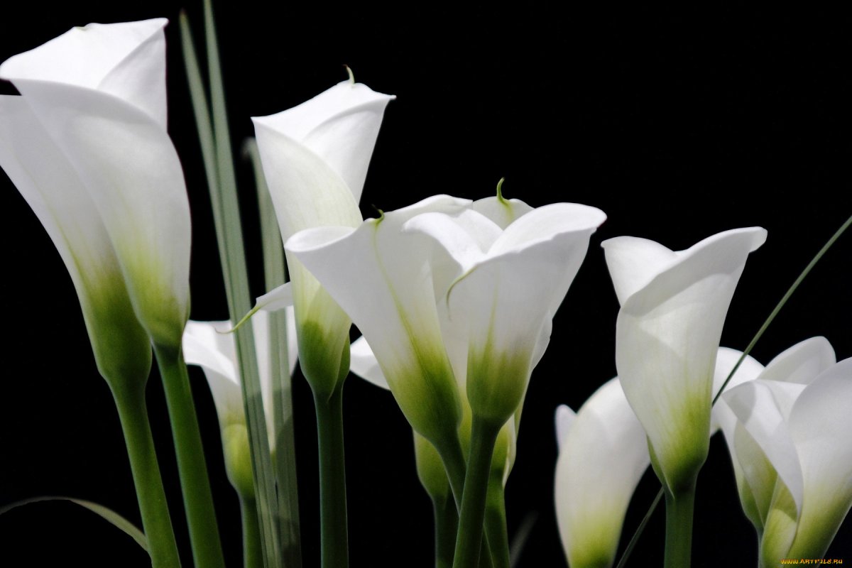 Цветы - белокрыльник (White Calla Lily)